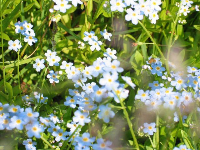 A sampling of beautiful blue and yellow wildflowers Picture