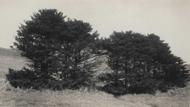 The only trees in the Aleutian Islands Picture