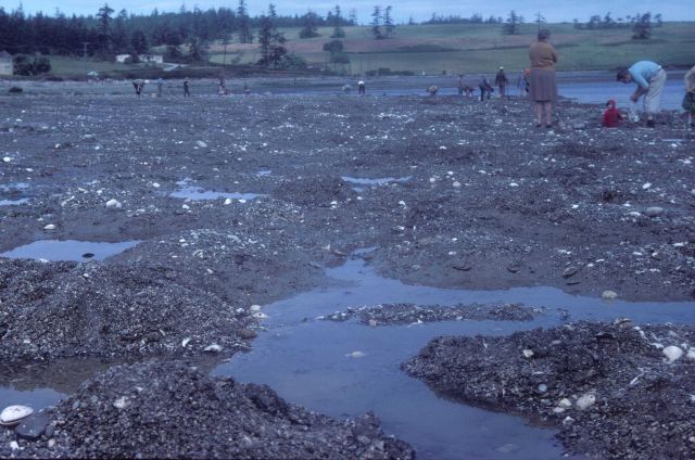 Digging for clams at low tide Picture