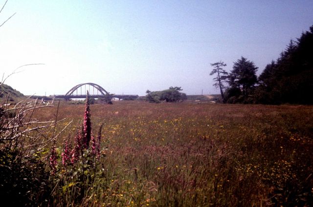 Looking toward the coast and a highway bridge from a wildflower bedecked meadow. Picture