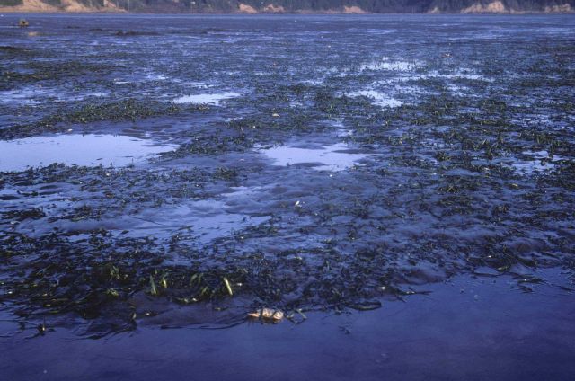 Mud flats, eel grass,and a dead crab at low tide Picture