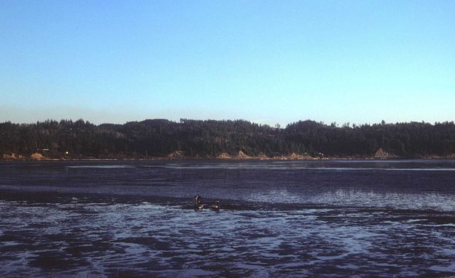 Mud flats and clammers at low tide Picture