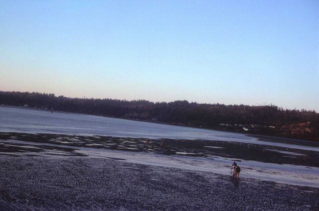 Mud flats and clammers at low tide Picture