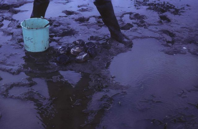 Digging for geoduck clams Picture