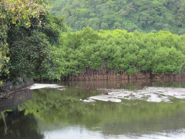 A stand of mangroves on the western coast Picture