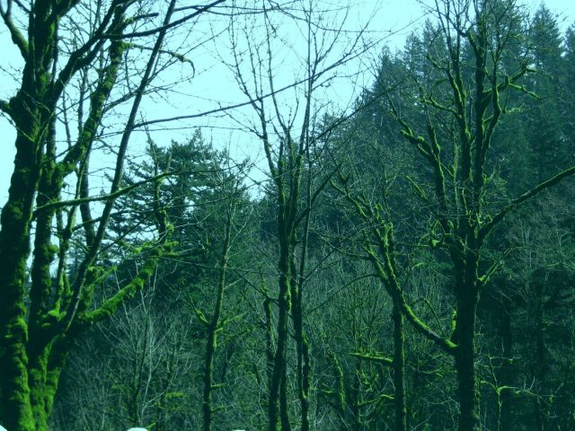 Mossy trees near Multnomah Falls Picture