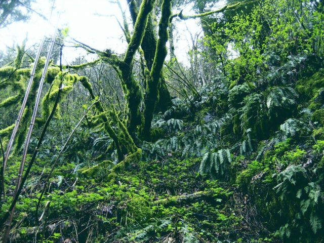 Mossy trees and ferns near Multnomah Falls Picture