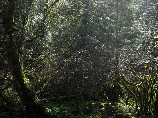 Mossy trees near Multnomah Falls Picture
