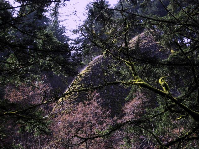 Moss-covered trees and what appears to be very localized fog forming over rock outcrop. Picture