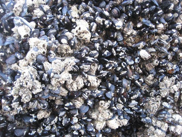 A mussel bed (Mytilus sp.) in a rocky intertidal area on the Oregon coast. Picture