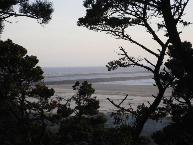 The breakwater at Newport as seen through the trees Picture