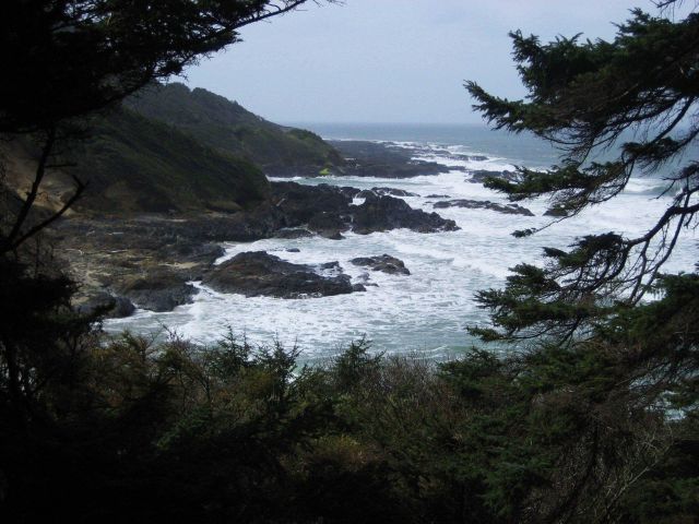 Trees, surf, rock, and fog. Picture