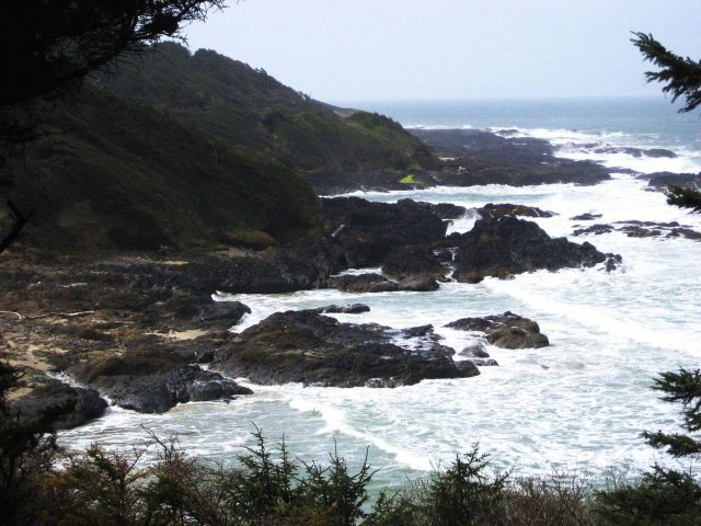 Trees, surf, rock, and fog. Picture