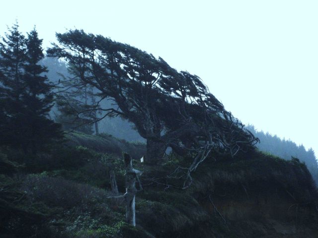 Wind-sculpted tree seemingly frozen in direction of prevailing onshore winds. Picture