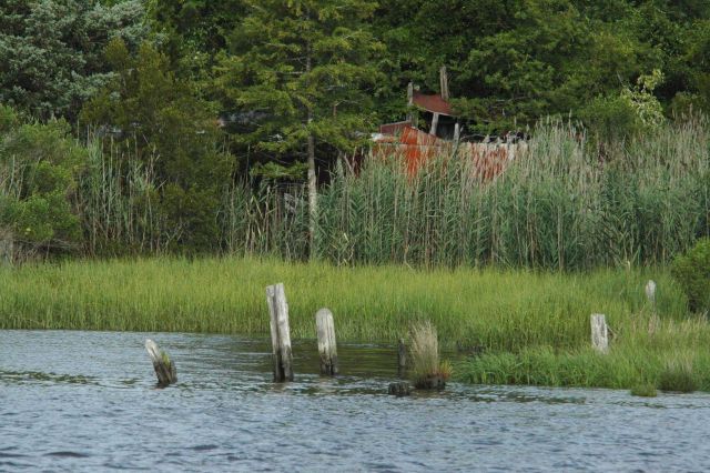 Remains of a pier and industrial facility along the Cape Fear River. Picture