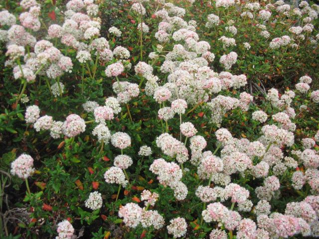 Dune buckwheat flowers (Eriogonum parvifolium) Picture
