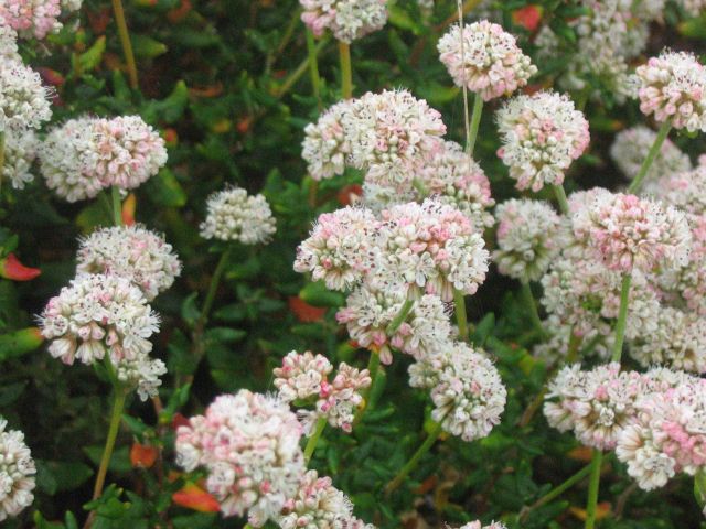 Dune buckwheat flowers (Eriogonum parvifolium) Picture