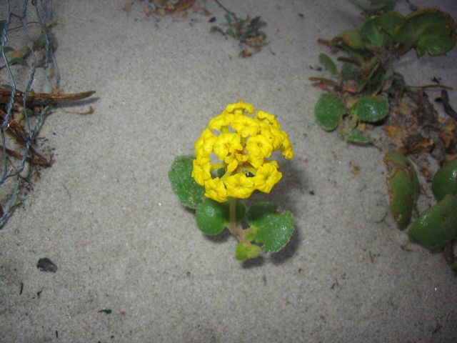 Menzies wallflower Picture