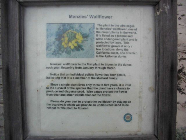Menzies wallflower Picture