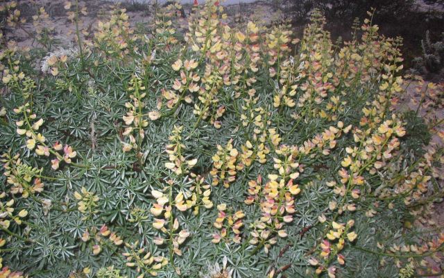 Tree lupine (Lupinus arboreus) Picture