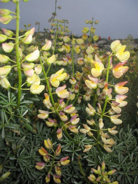 Tree lupine (Lupinus arboreus) Picture