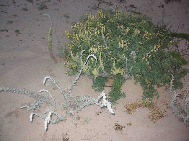 Beach sagewort (Artemesia pycnocephala) in foreground growing in close proximity to tree lupine bush. Picture
