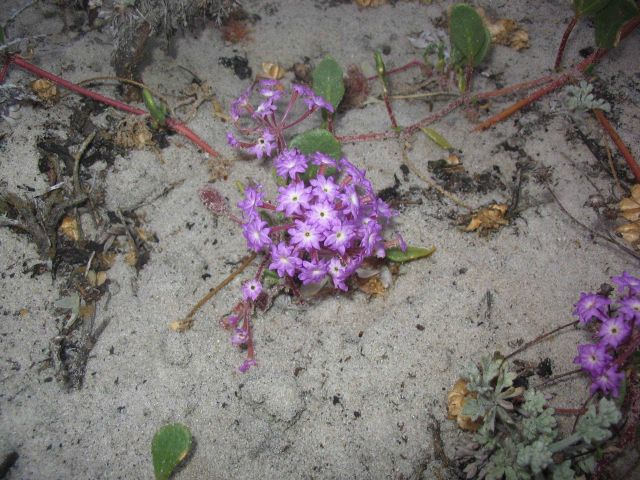 Lavendar sand verbena (Abronia umbellata) Picture