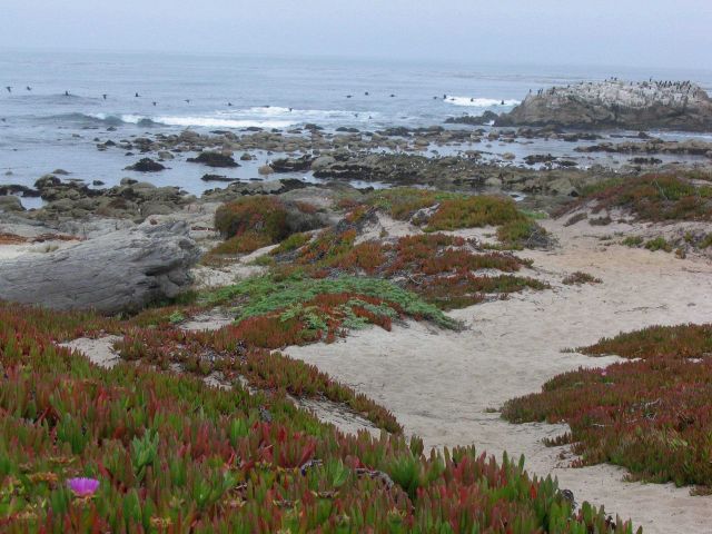 Iceplant (Carpobrotus edulis), rocky outcrops and cormorants at Asilomar State Beach. Picture