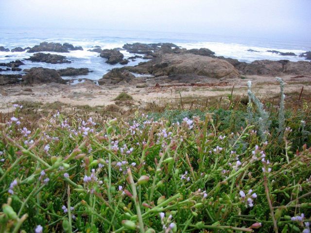 Unidentified lavendar flowers with rocky shore and ocean in the background. Picture