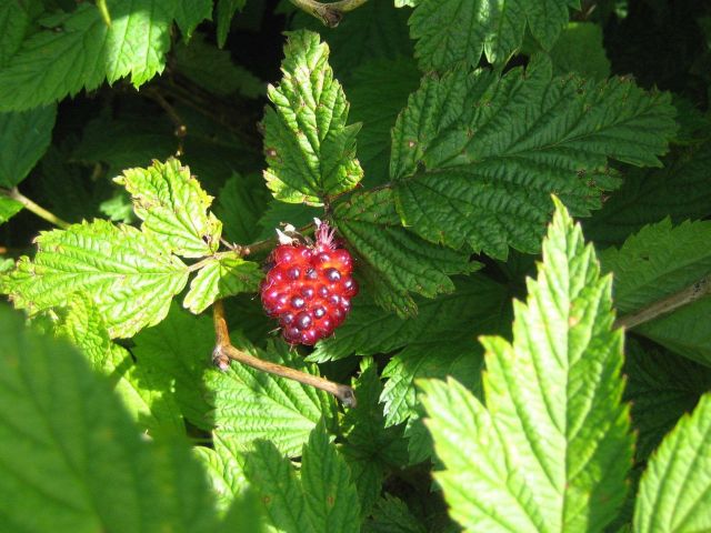 Salmonberry (Rubus spectabilis), an edible berry that is common in southern Alaska. Picture