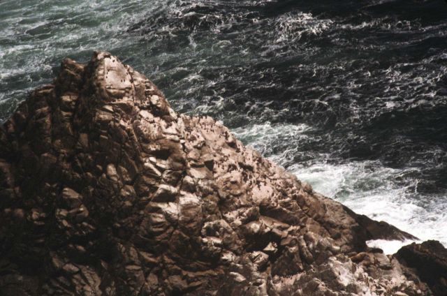 Sculpted rocks of the Farallons with murre colony Picture