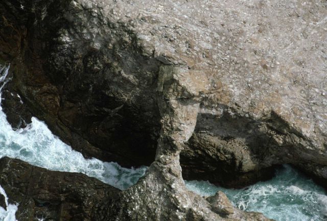 The Great Arch of the Farallons sculpted by the relentless sea. Picture