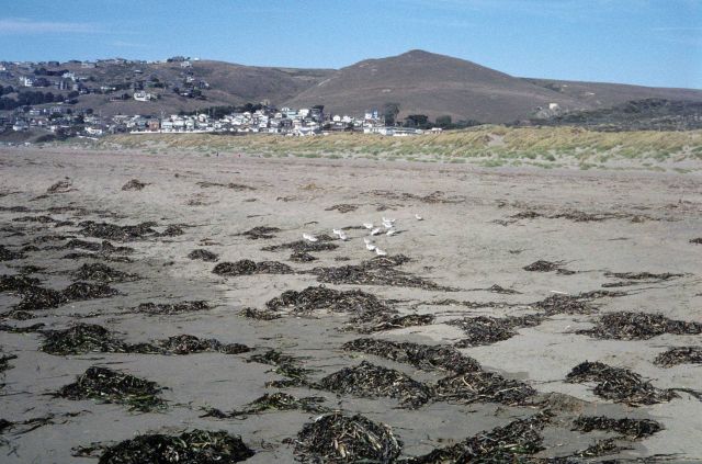 Dillon Beach Picture