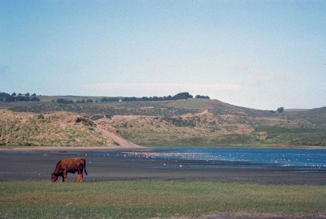 Dillon Beach Picture