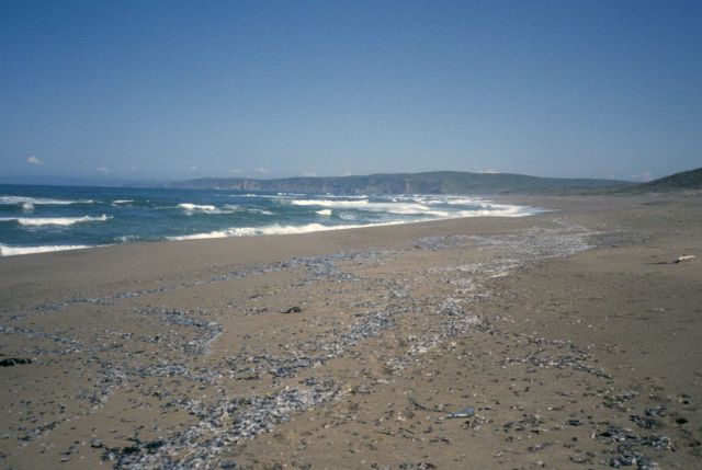 Point Reyes Great Beach Picture