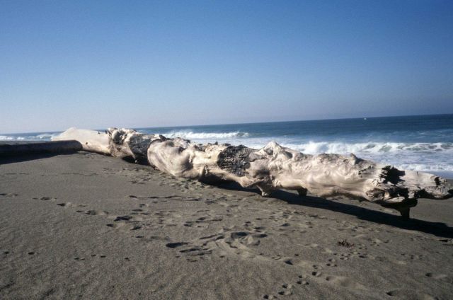 Point Reyes Great Beach Picture
