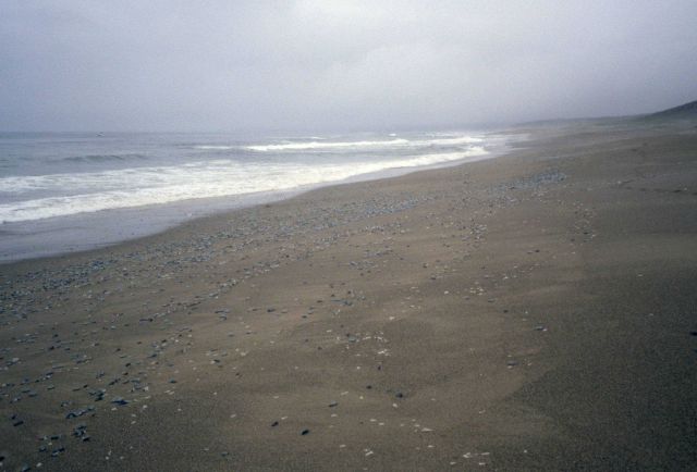 Point Reyes Great Beach Picture