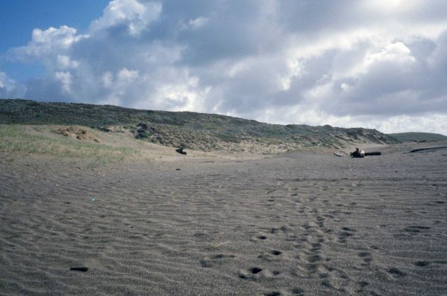 Point Reyes Great Beach Picture