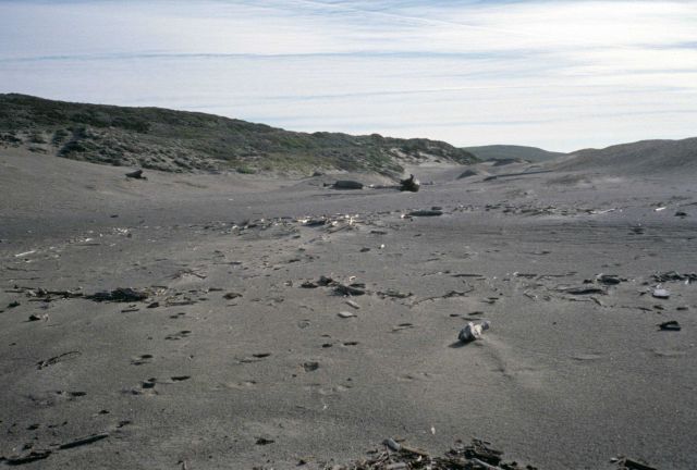 Point Reyes Great Beach Picture
