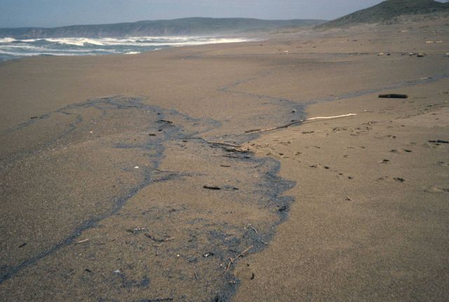 Point Reyes Great Beach Picture