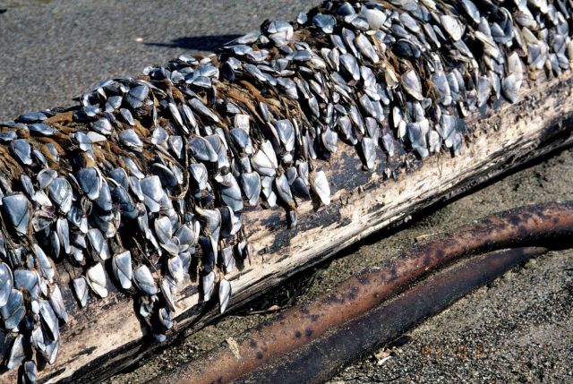 Point Reyes Great Beach south end Picture