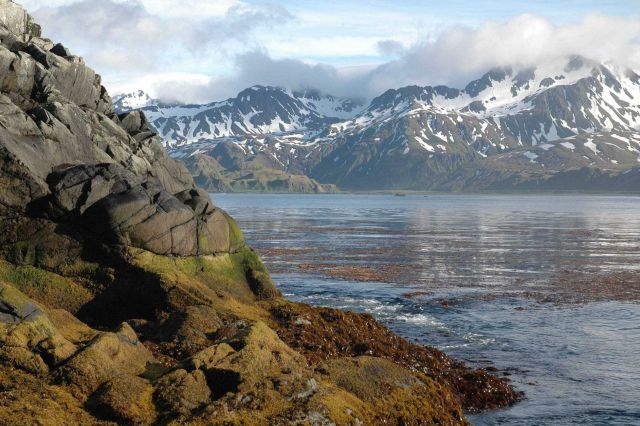 Kelp forest, calm water and spectacular mountain scenery Picture