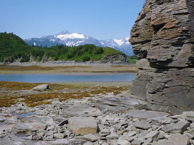 Kukak Bay at low tide Picture