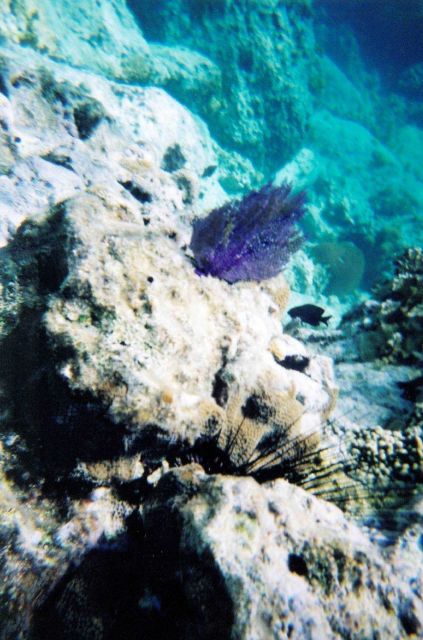 Snorkeling views. Picture