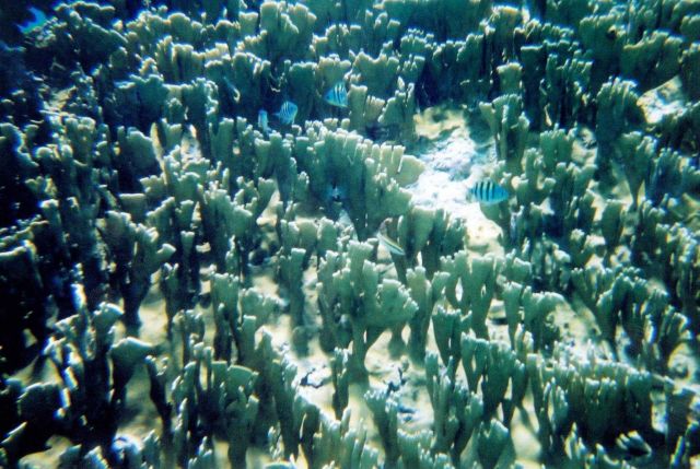 Snorkeling views. Picture