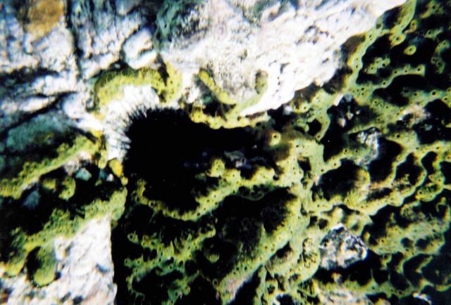 Snorkeling views. Picture