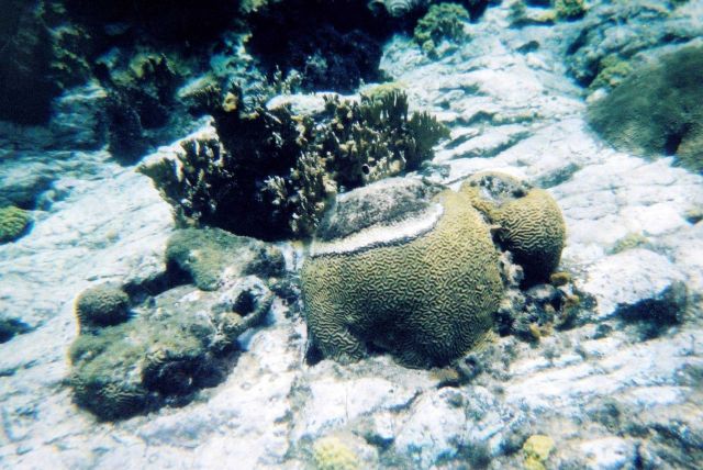 Snorkeling views. Picture
