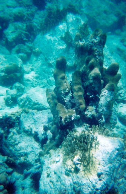 Snorkeling views. Picture