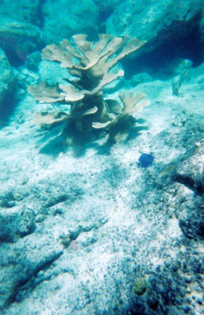Snorkeling views. Picture