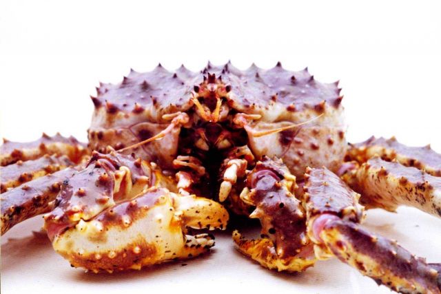 Alaska King Crab Picture